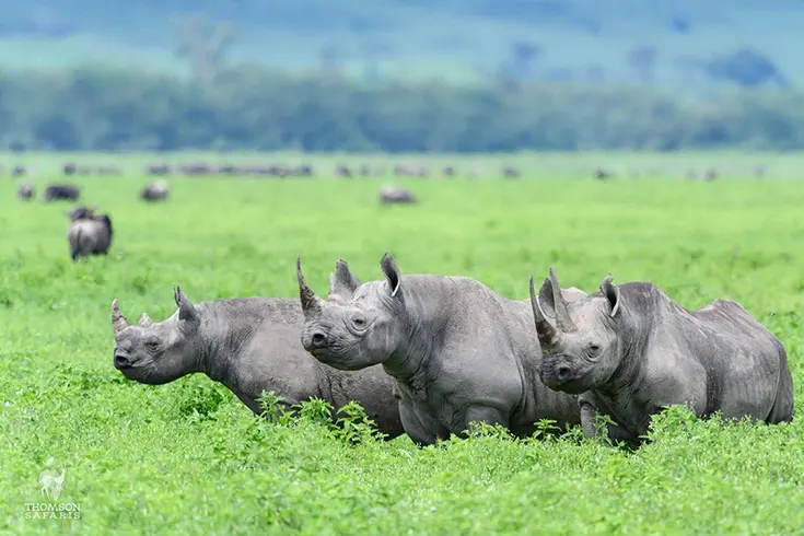 Ngorongoro Crater luxury safari