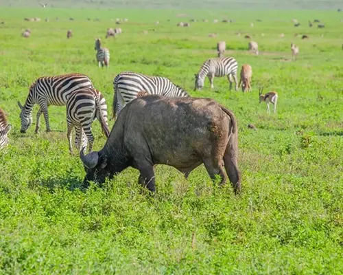Private Ngorongoro Safari