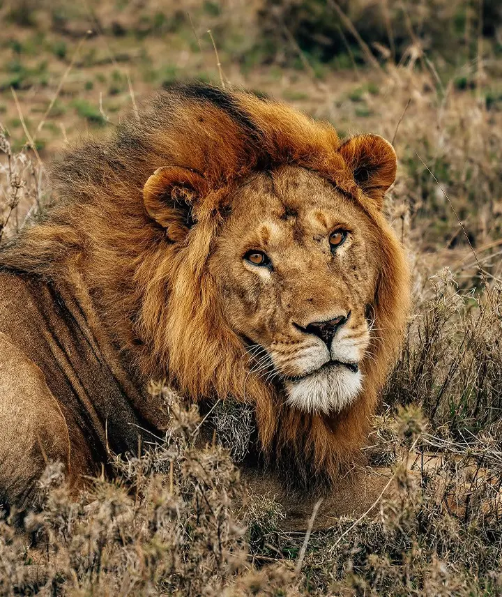 Safari de Lujo en Tanzania
