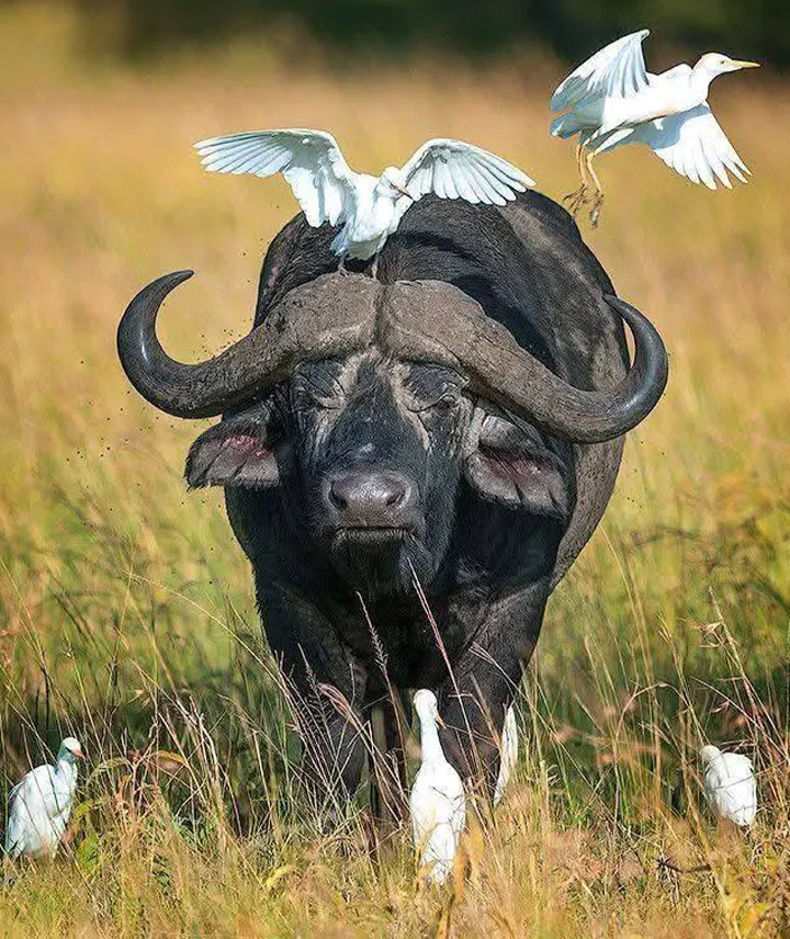 Safari en Grupo en Tanzania