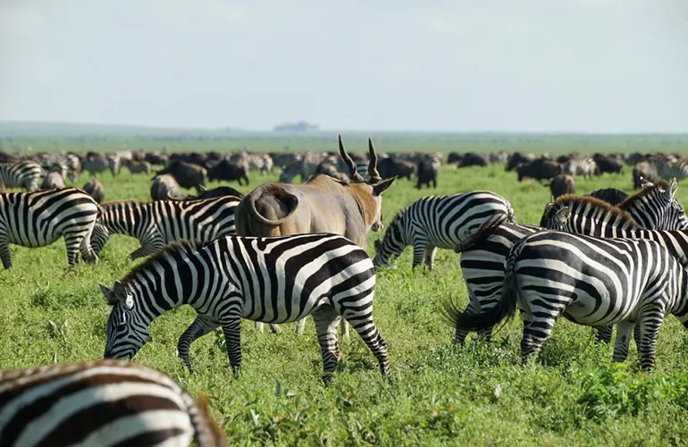 Experiencia de Safari en Grupo en Tanzania