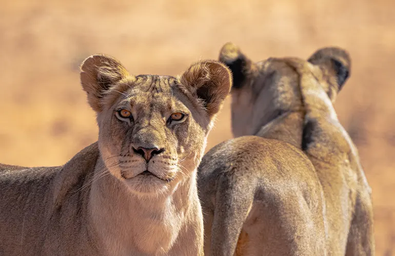 Experiencia de Safari Privado en Tanzania
