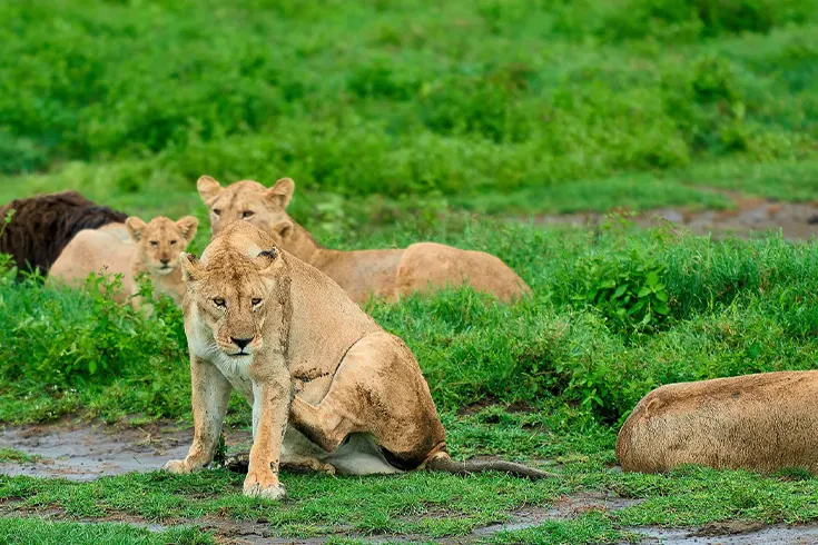 Safari di Lusso Serengeti