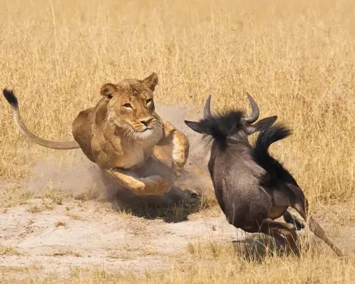 Private Serengeti Safari