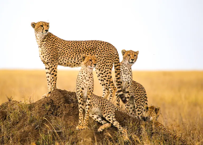 3 Days Luxury Serengeti Safari