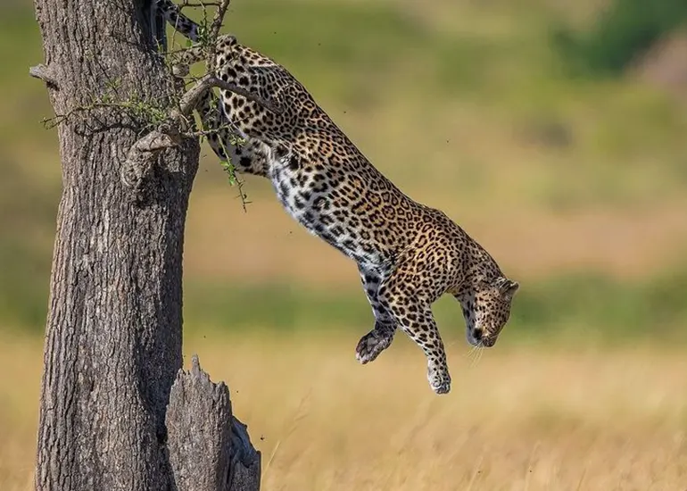 3 Day Safari from Zanzibar
