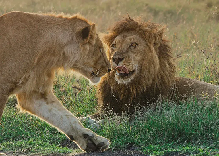 Tanzania safari holidays Tanzania holiday packages overview