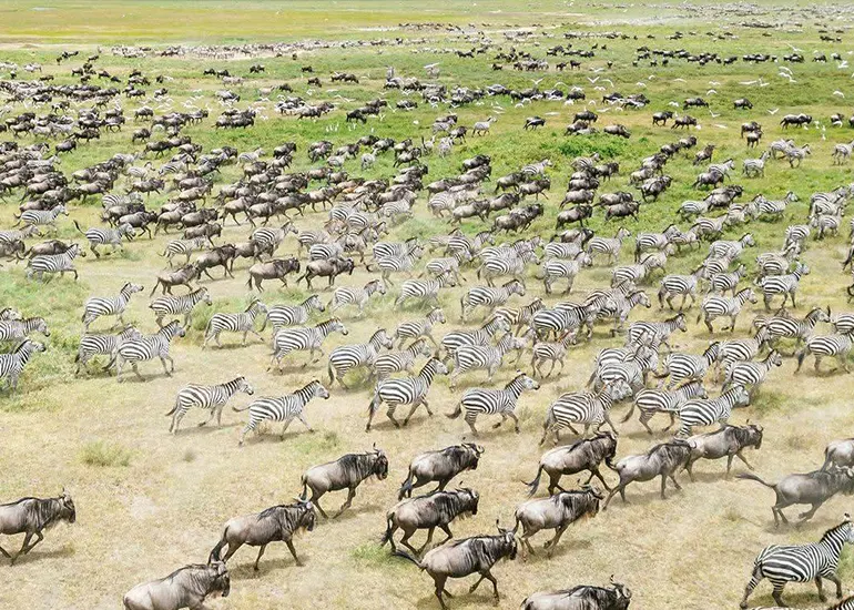 Honeymoon safari during Great Migration