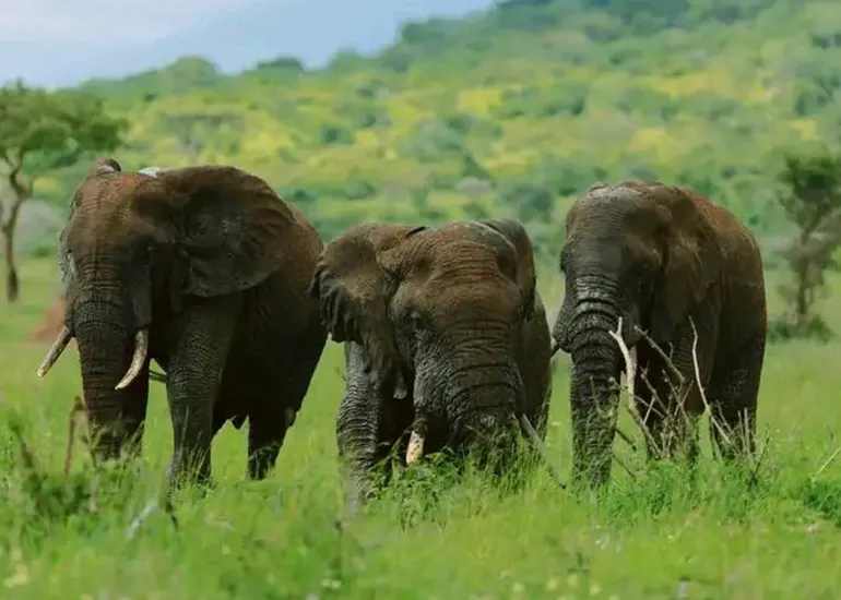 Tanzania safari adventures Tanzania safari overview