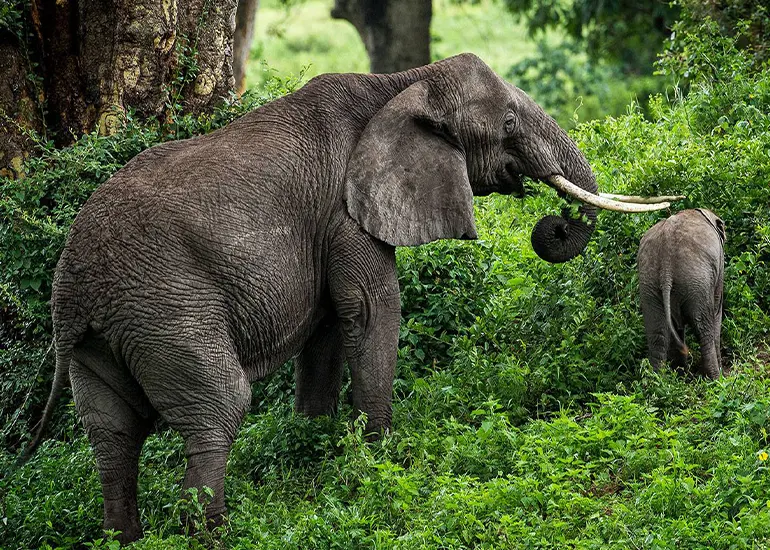 Tarangire National Park
