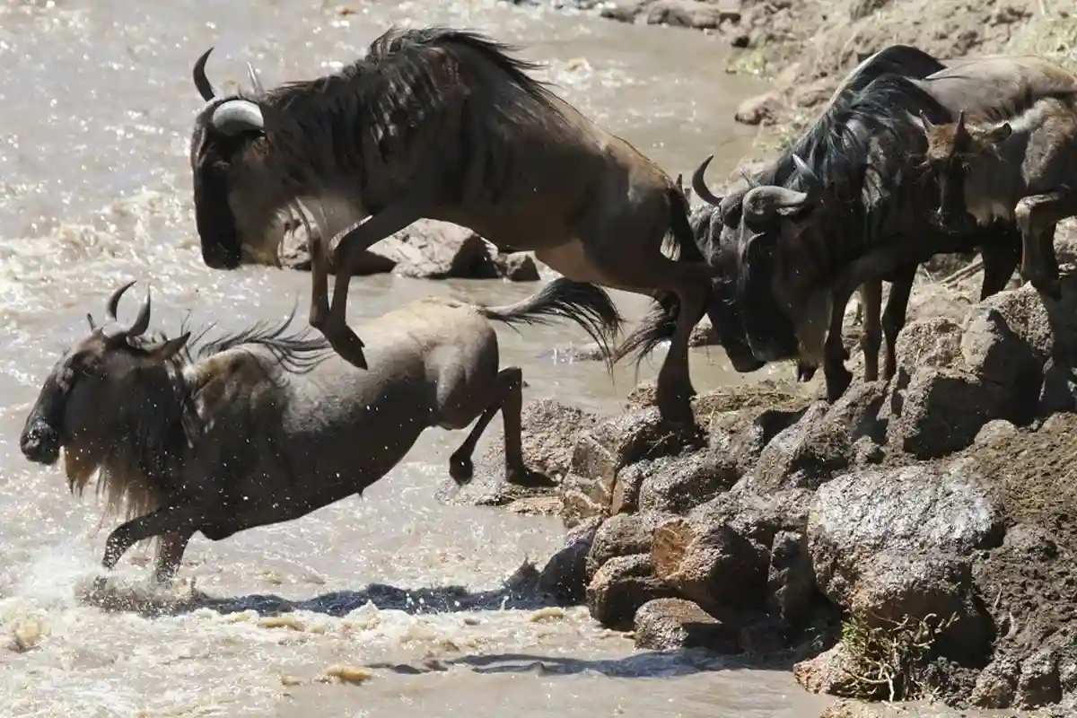 Great Wildebeest Migration in Serengeti, Tanzania (July to October 2026) - Mara River Crossings Safari