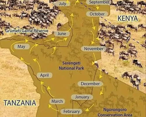Wildebeest migration route in Northern Serengeti