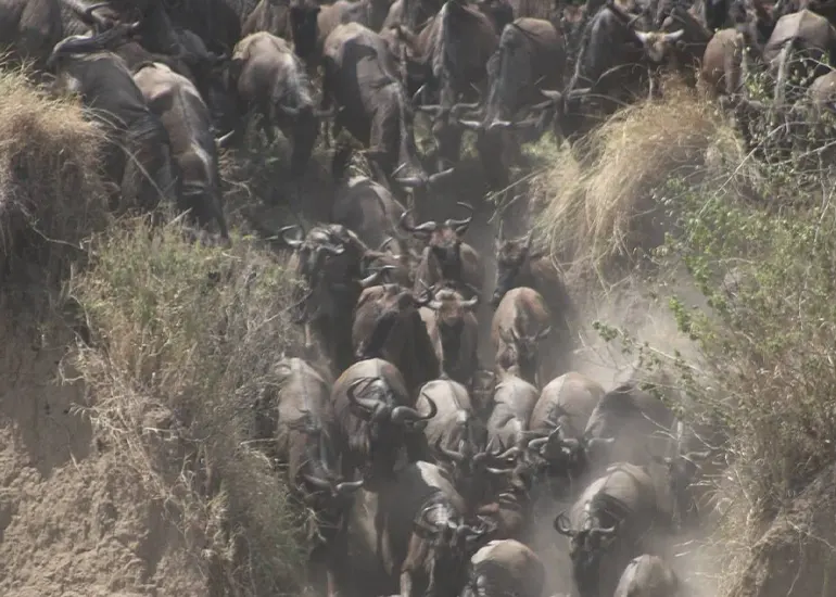Wildebeest herds crossing Mara River Wildebeest migration river crossing in Serengeti