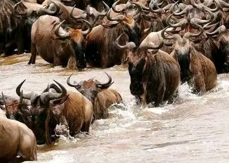 Massive wildebeest herds during migration Wildebeest herds in Serengeti plains