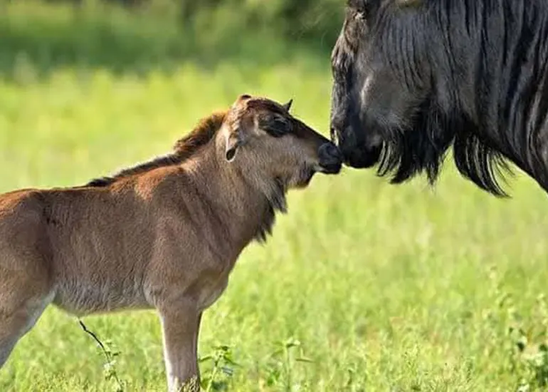3 Day Calving Season - Tanzania Safari 