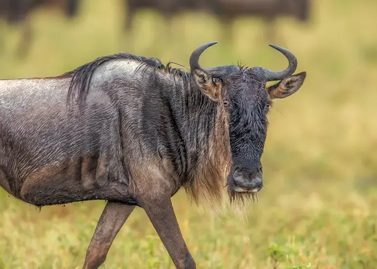 3-Day Calving Season Tanzania Safari