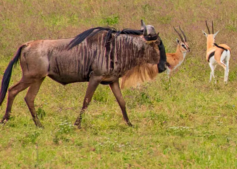 5 Day Calving Season - Tanzania Safari 