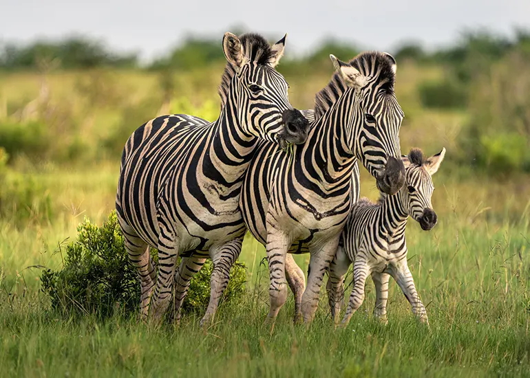 5-day calving season Tanzania safari 