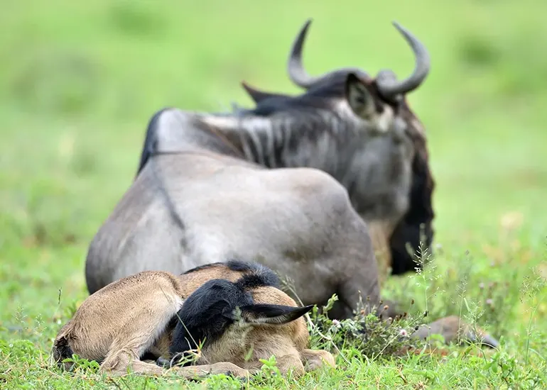 6 Day Calving Season - Tanzania Safari 