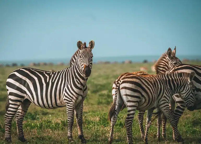 Serengeti Calving Season - Family Safari