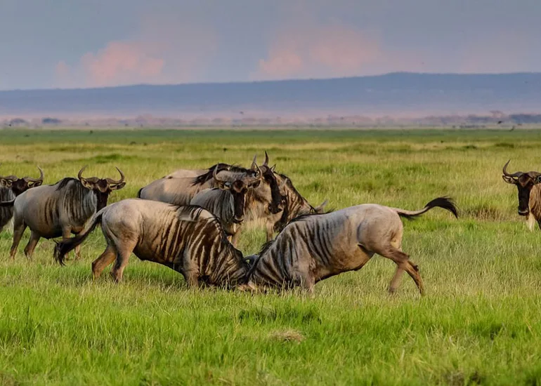 Ndutu Plains Calving Season - Family Safari