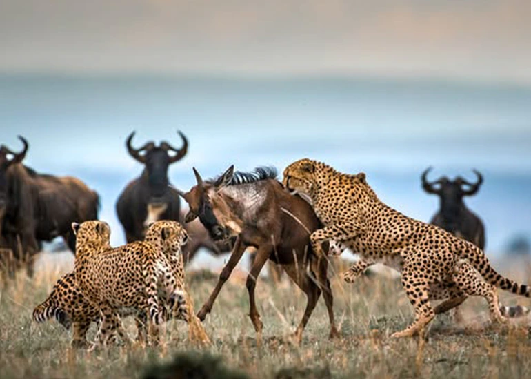 Serengeti to Ngorongoro - Family Safari