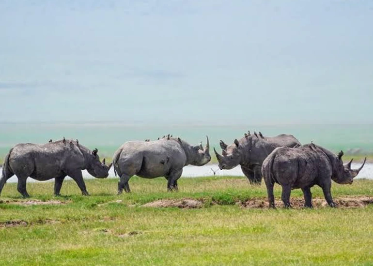 Ngorongoro Crater - Family Safari