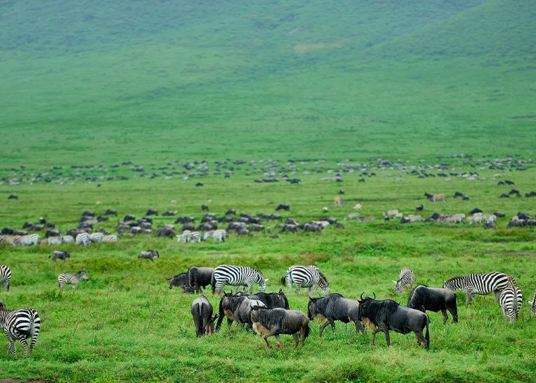 Ngorongoro Crater Honeymoon Experience