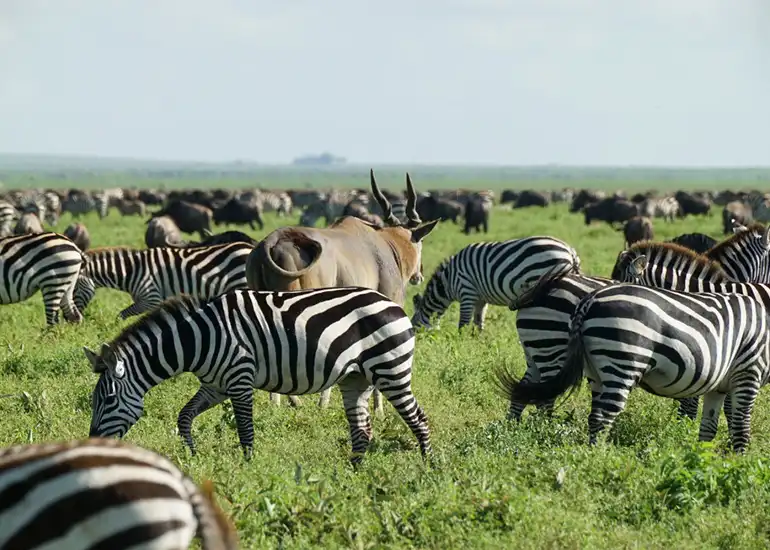 Serengeti to Ngorongoro Honeymoon Transition