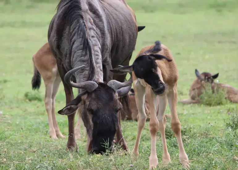 Ndutu Plain Honeymoon Experience
