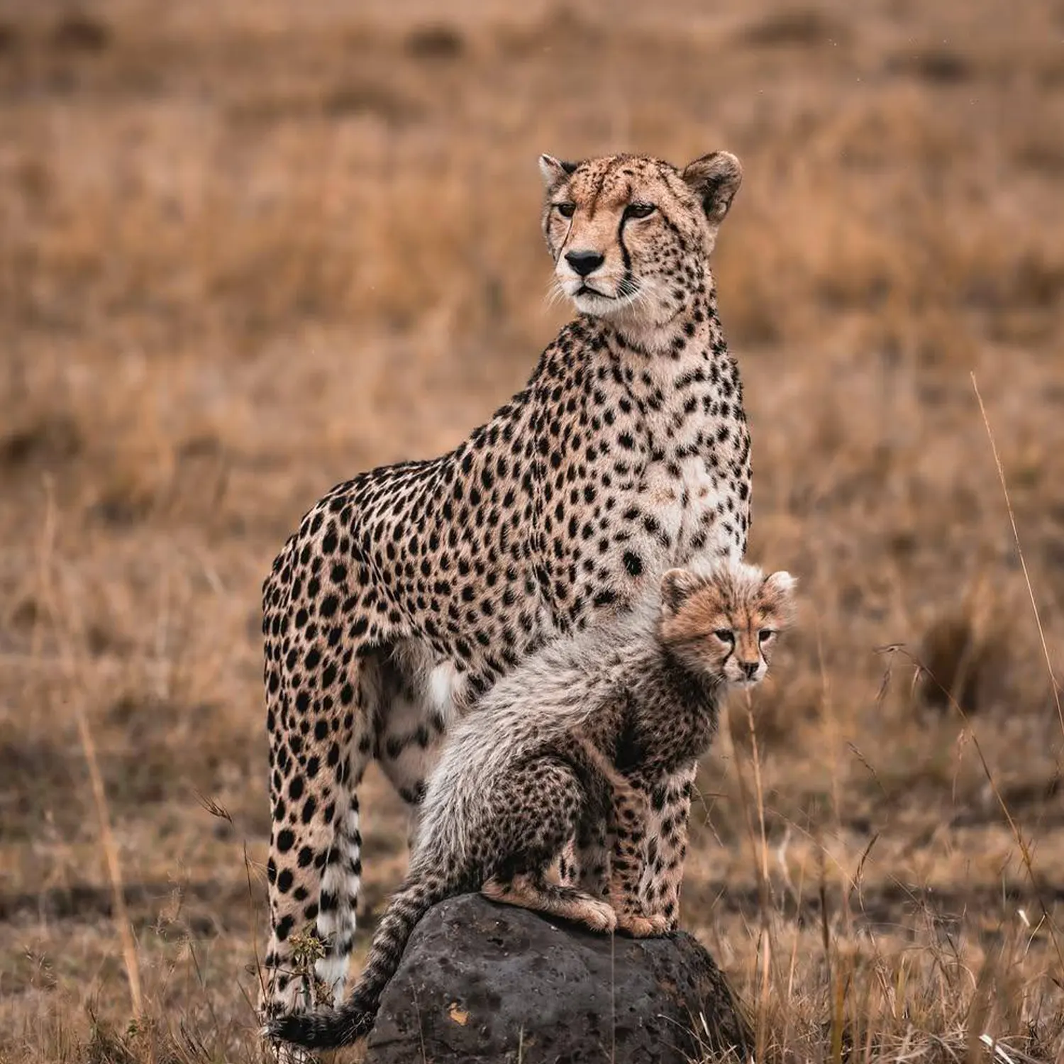 Packages on tourHQ platform