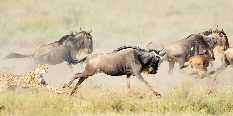 calving season preditors