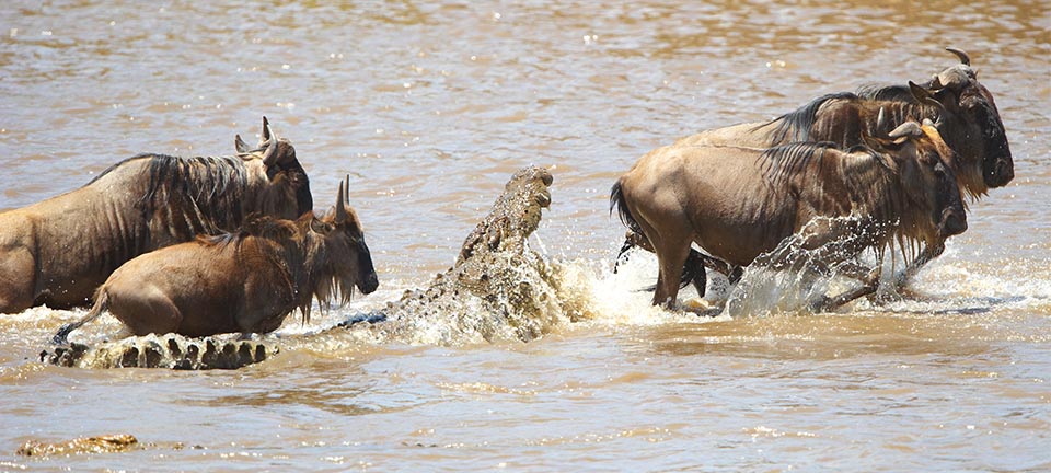 The Hidden Miracle of the Wildebeest: Understanding Pregnancy in Tanzania&rsquo;s Great Migration