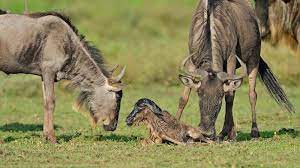 When Is the Best Time to Visit Ndutu?