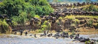 Witness the Miracle of Life: Wildebeest Calving in Ngorongoro Crater