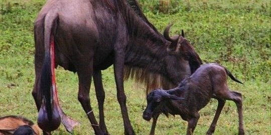 Ndutu Safari Tanzania: Witness the Heart of the Serengeti