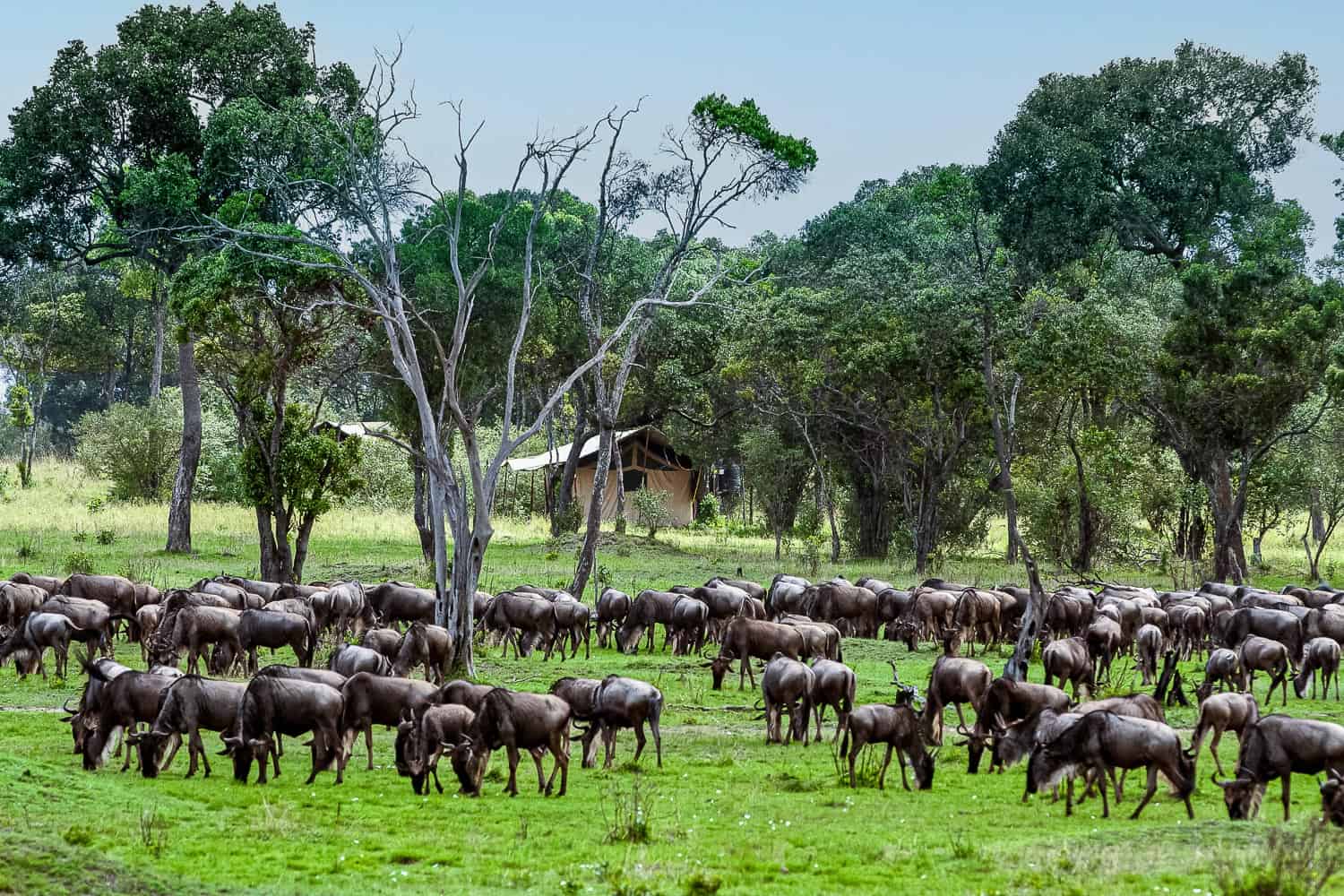 Ndutu Plain: The Heart of Tanzania&rsquo;s Wild Serengeti