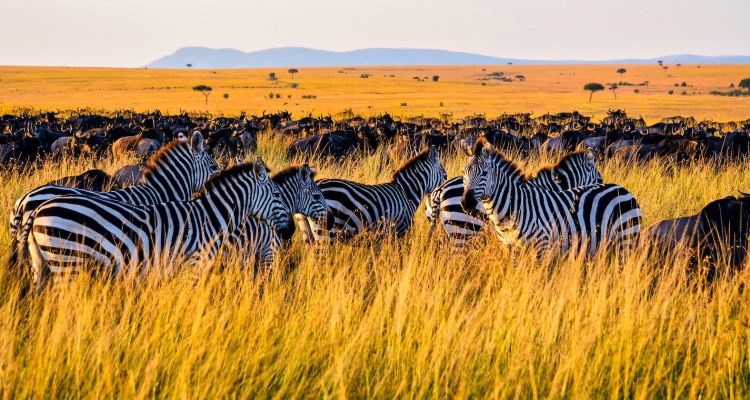 Christmas and New Year Tanzania Tours Celebrate the Festive Season in the Wild