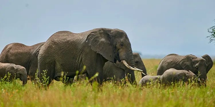 tanzania holiday tarangire national park