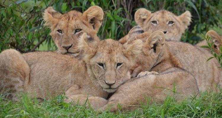 A Magical Family Safari in Tanzania: Celebrate Christmas & New Year in the Heart of Arusha&rsquo;s Wild Beauty