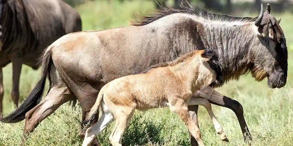 Ndutu calving season reveals the Great Migration&rsquo;s magic.