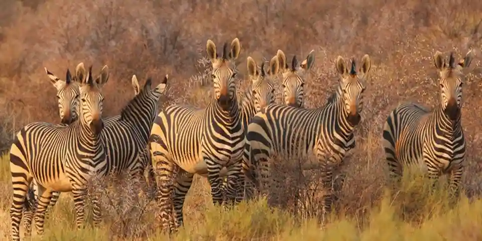 Exploring the Wonders of Tanzania: Safari Adventures and Zanzibar&rsquo;s Enchanting Shores