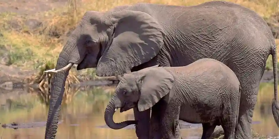 Luxury Safari in Tanzania: An Unforgettable Journey Through Tarangire, Serengeti, and Ngorongoro