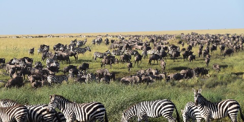 Luxury Safari in Tanzania: An Unforgettable Journey Through Tarangire, Serengeti, and Ngorongoro