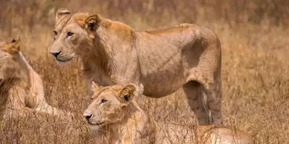 Serengeti Luxury Safari and Zanzibar Beach Holiday &ndash; Africa at Its Finest