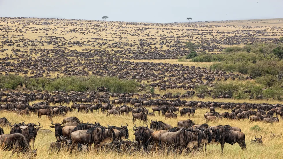 The Great Serengeti Wildebeest Migration: Nature&rsquo;s Most Powerful Journey