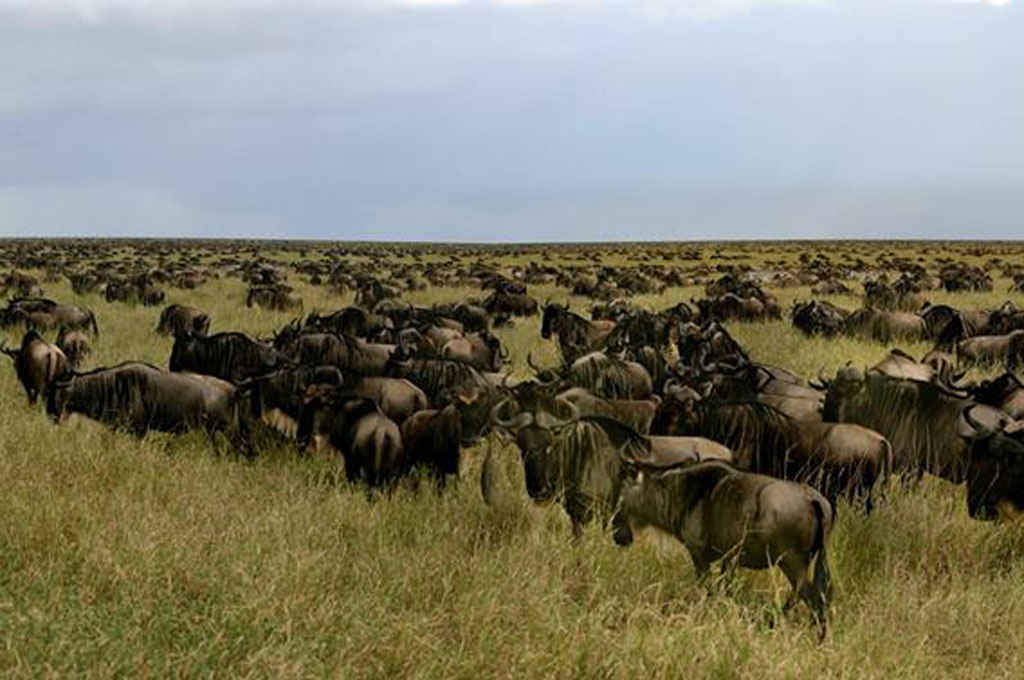 Exploring Tanzania&rsquo;s Majestic National Parks: Arusha, Tarangire, Serengeti, Ngorongoro, and Manyara