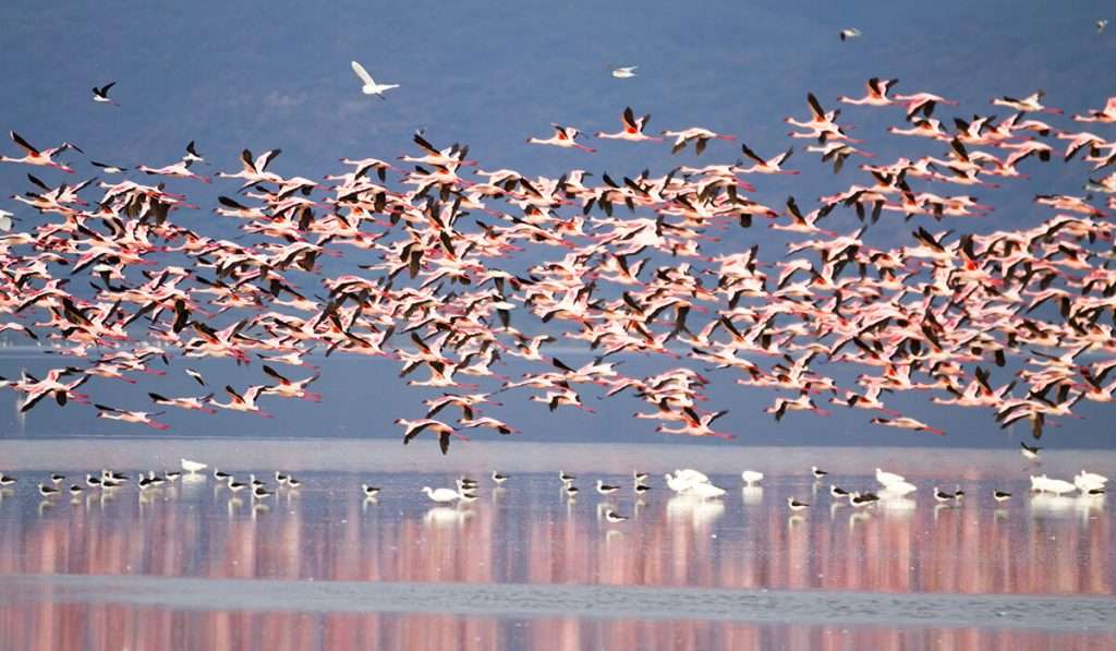 Encounter Africa&rsquo;s Big Five in Tanzania&rsquo;s Legendary National Parks