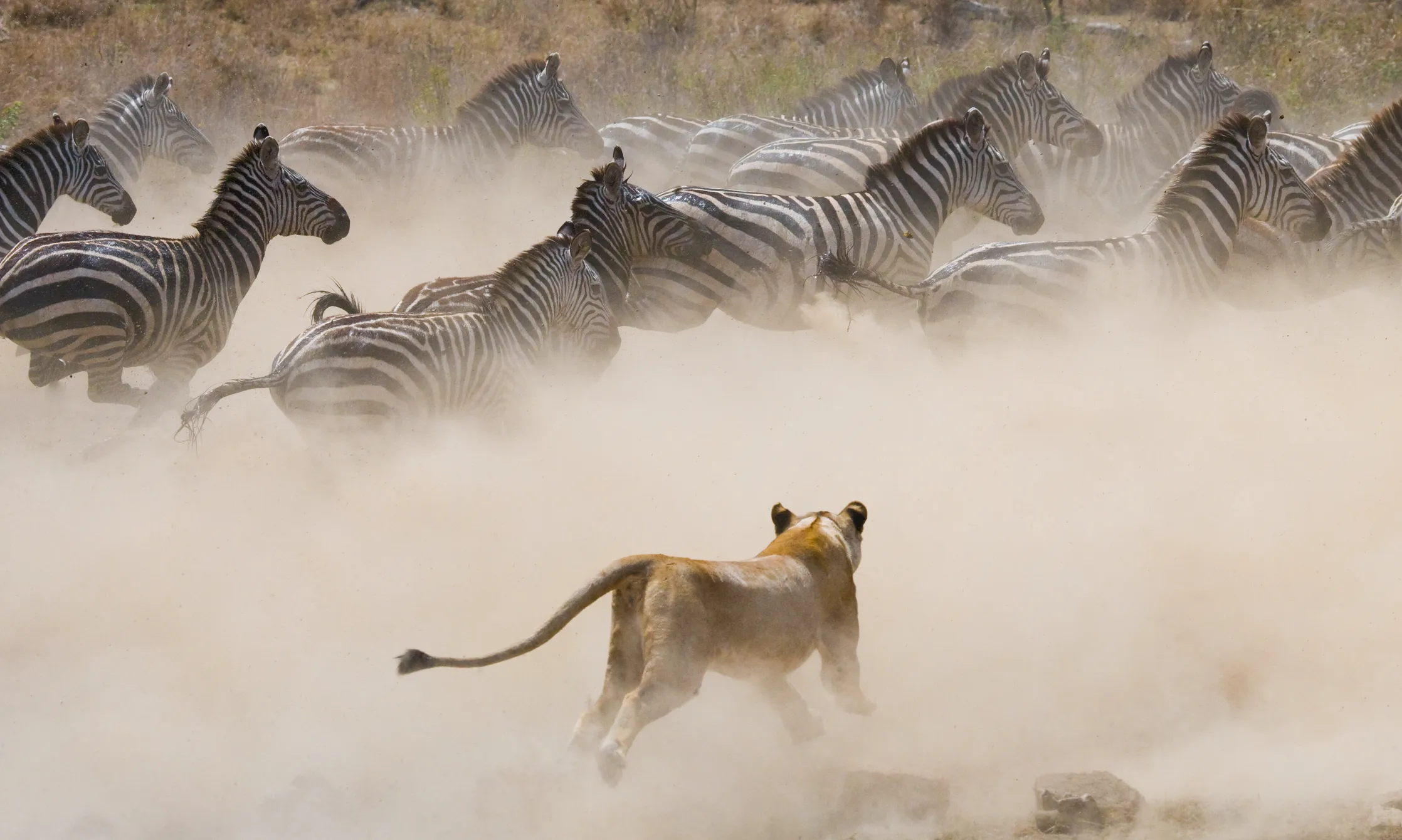 The Best Time to Witness the Great Migration River Crossings in Tanzania