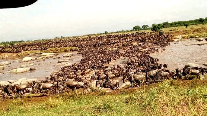 The Best Time to Witness the Great Migration River Crossings in Tanzania